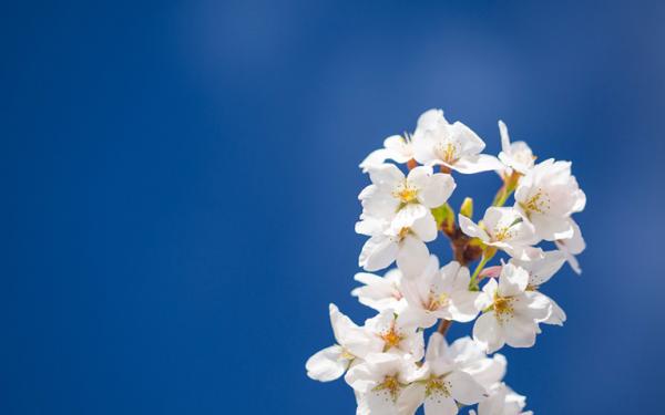 white cherry blossoms with dark blue sky in background