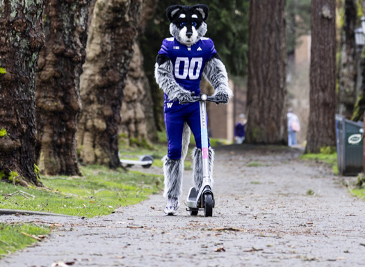 harry the husky on an electric scooter