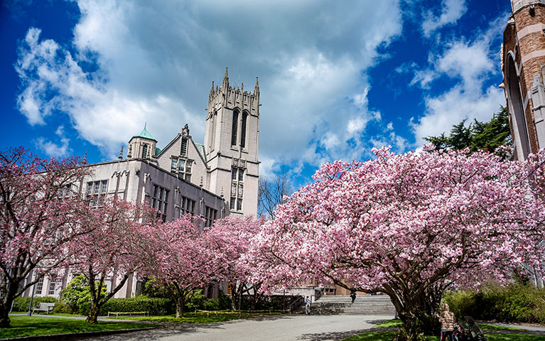 cherry blossom trees in full bloom in front of gerberding hall