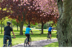 Three bikers riding through campus during spring